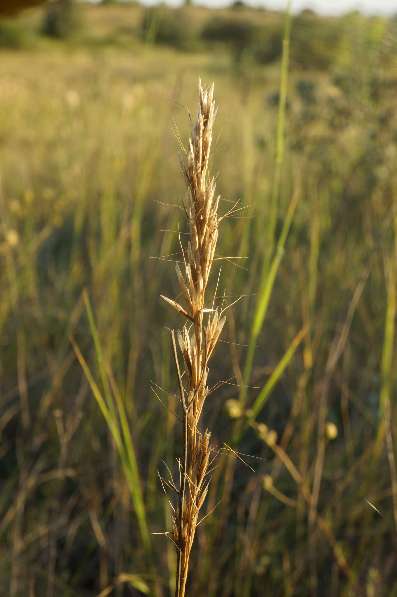 صورة Helictochloa compressa (Heuff.) Romero Zarco