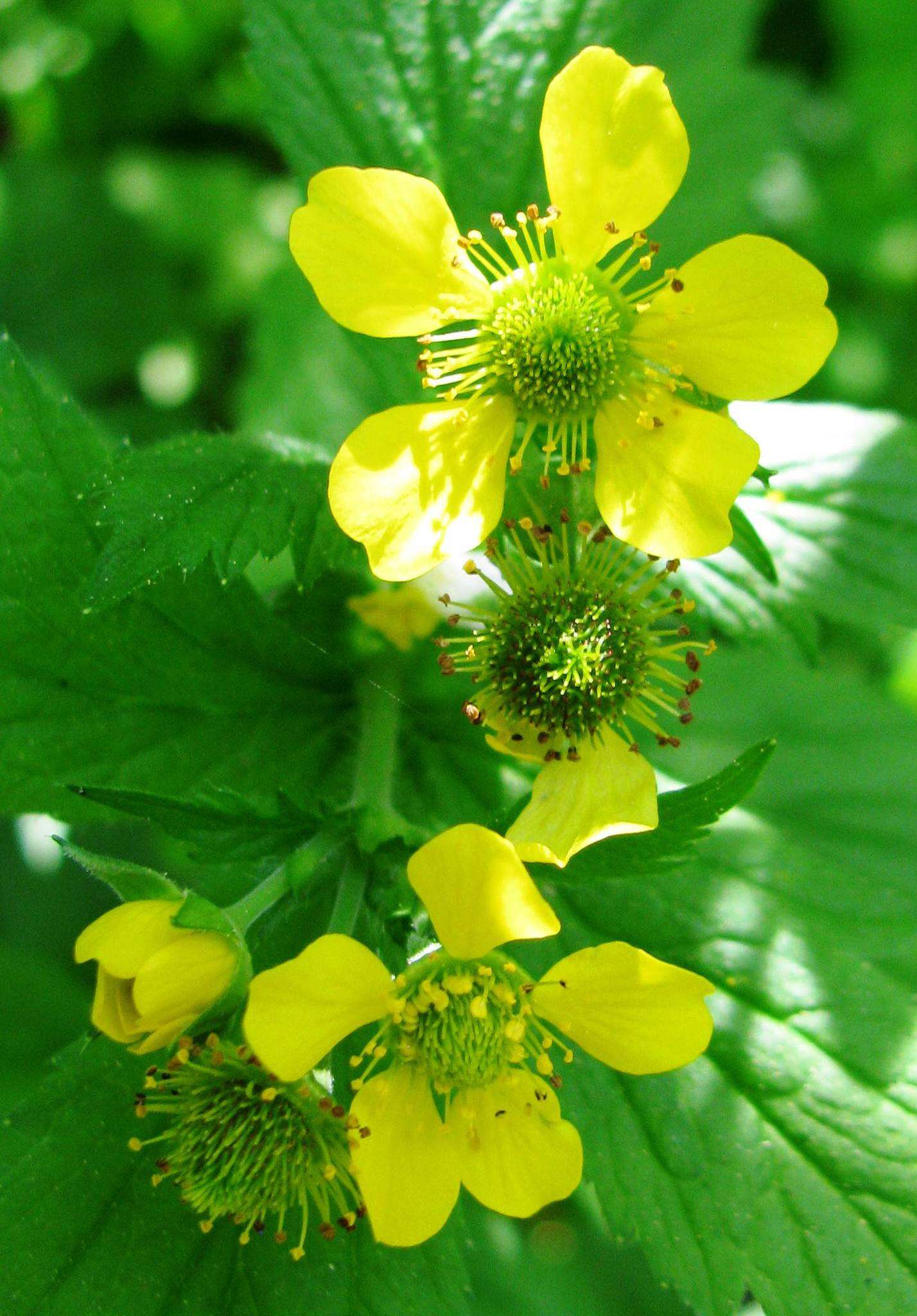 Image de Geum macrophyllum var. macrophyllum