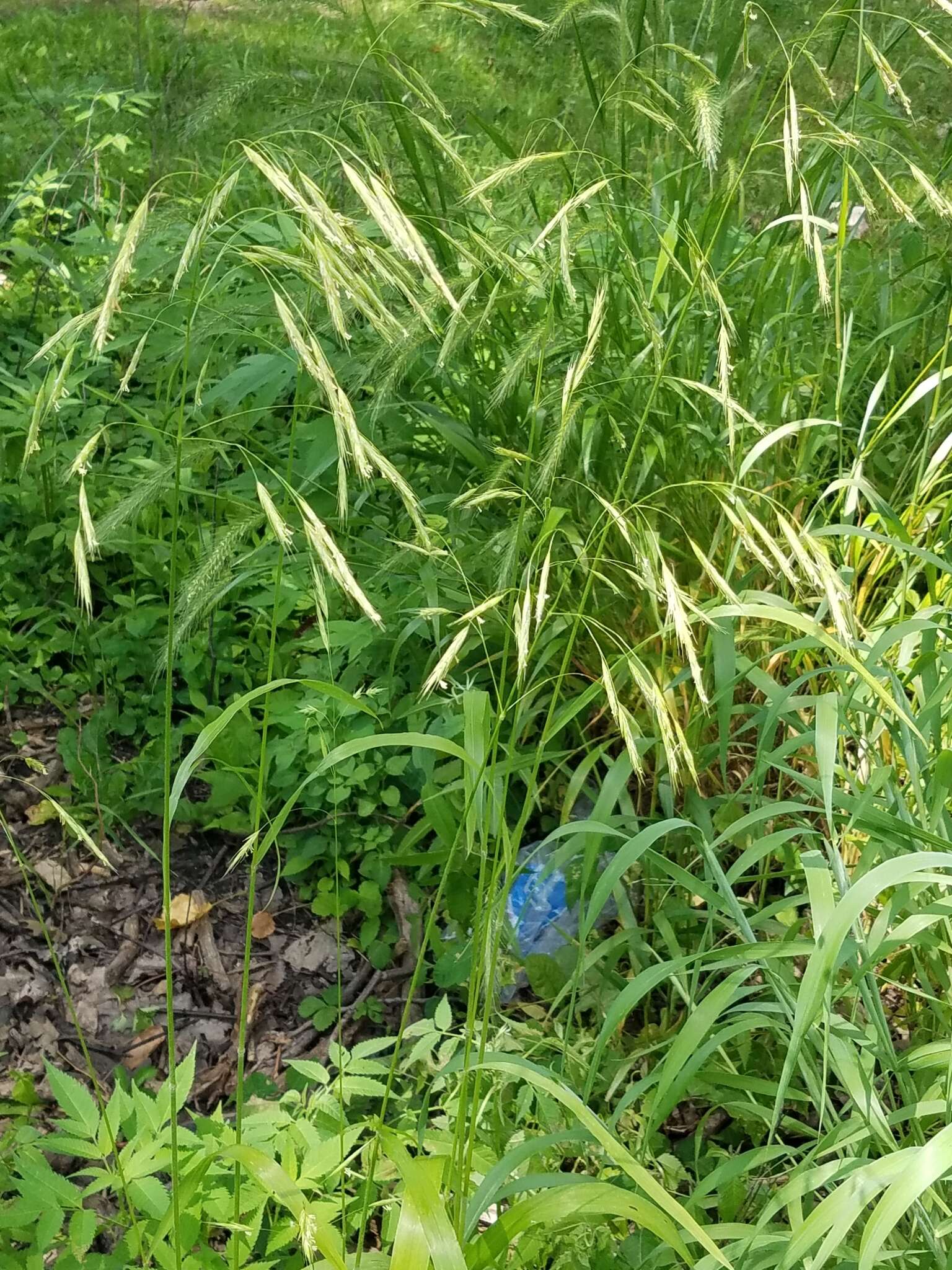 Image of Nottoway Valley brome