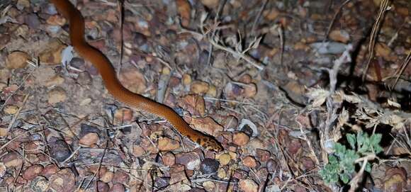 Image of Little Spotted Snake