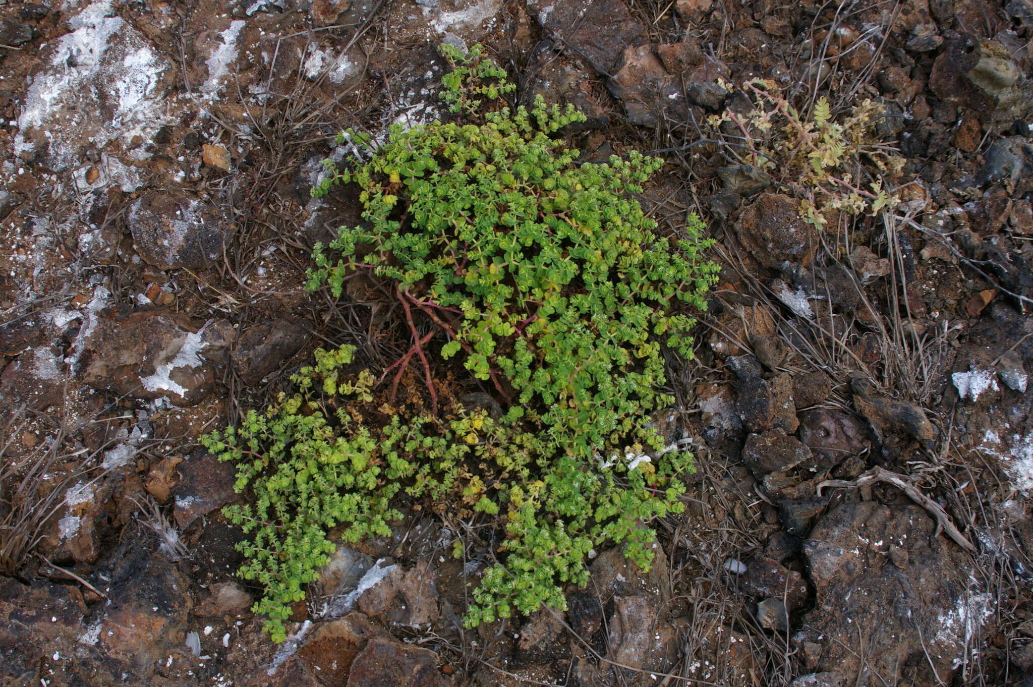 Imagem de Euphorbia amplexicaulis Hook. fil.