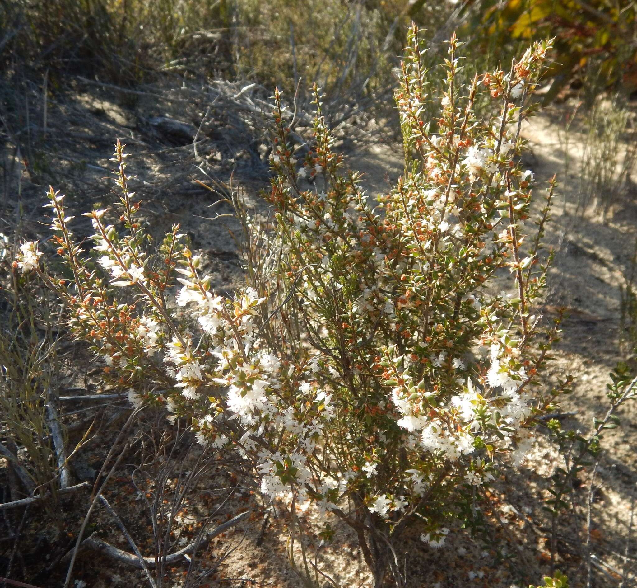 Sivun Styphelia exarrhena (F. Muell.) F. Muell. kuva