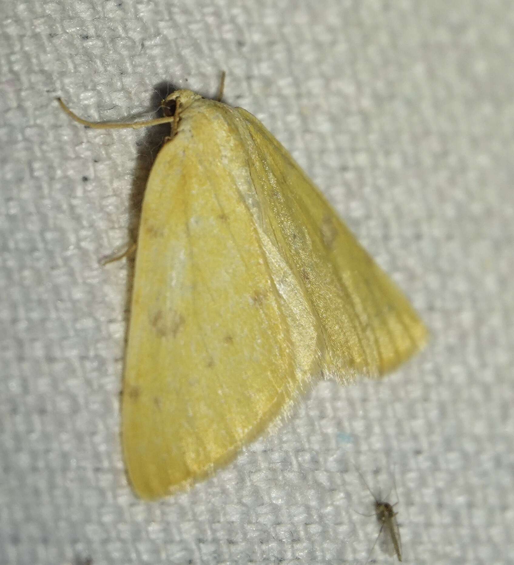 Image of Sulphur Moth