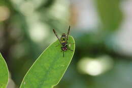 Image of Polybia ruficeps Schrottky 1902