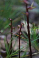 Image of Genoplesium baueri R. Br.