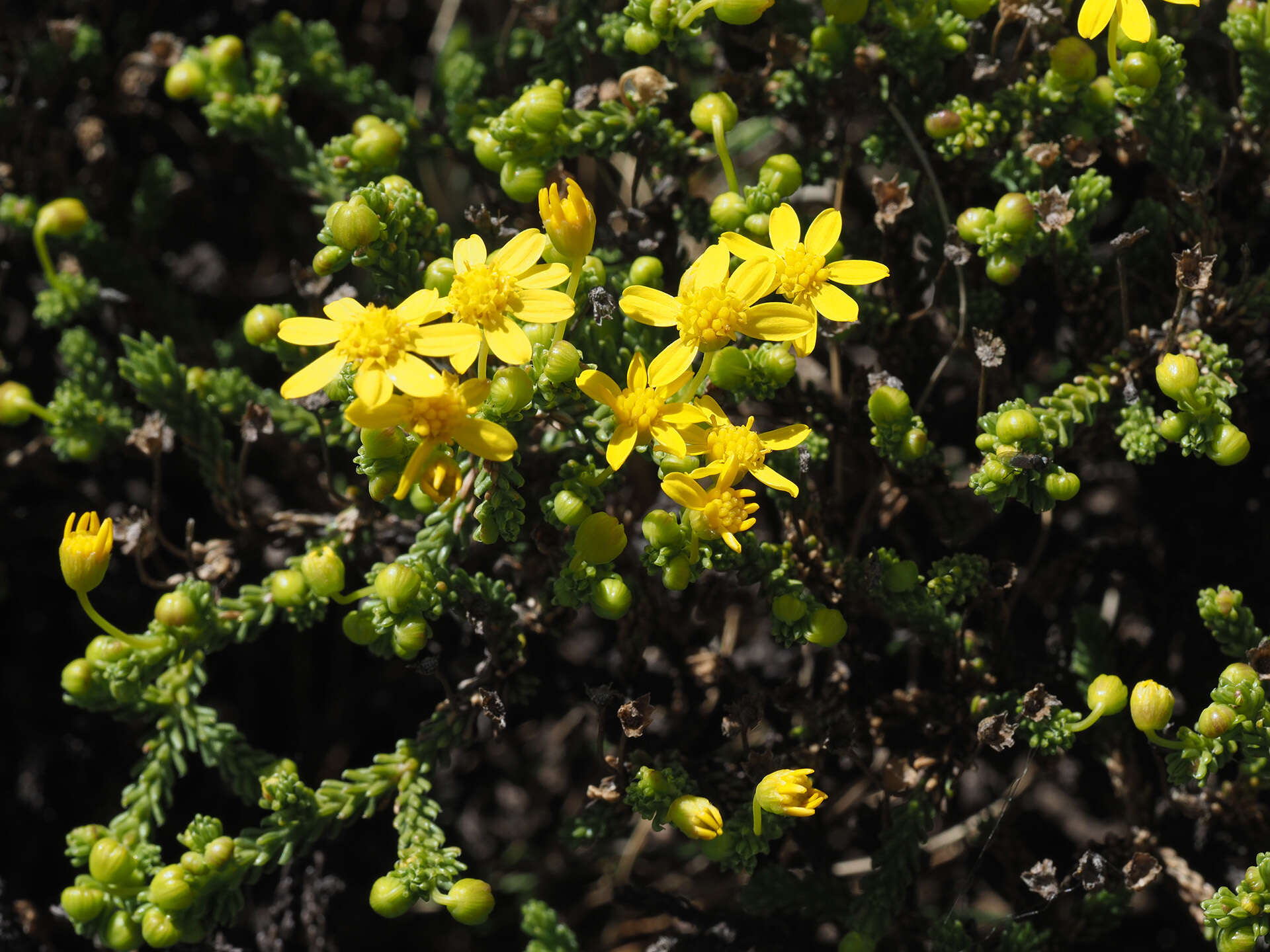 Imagem de Euryops candollei Harv.