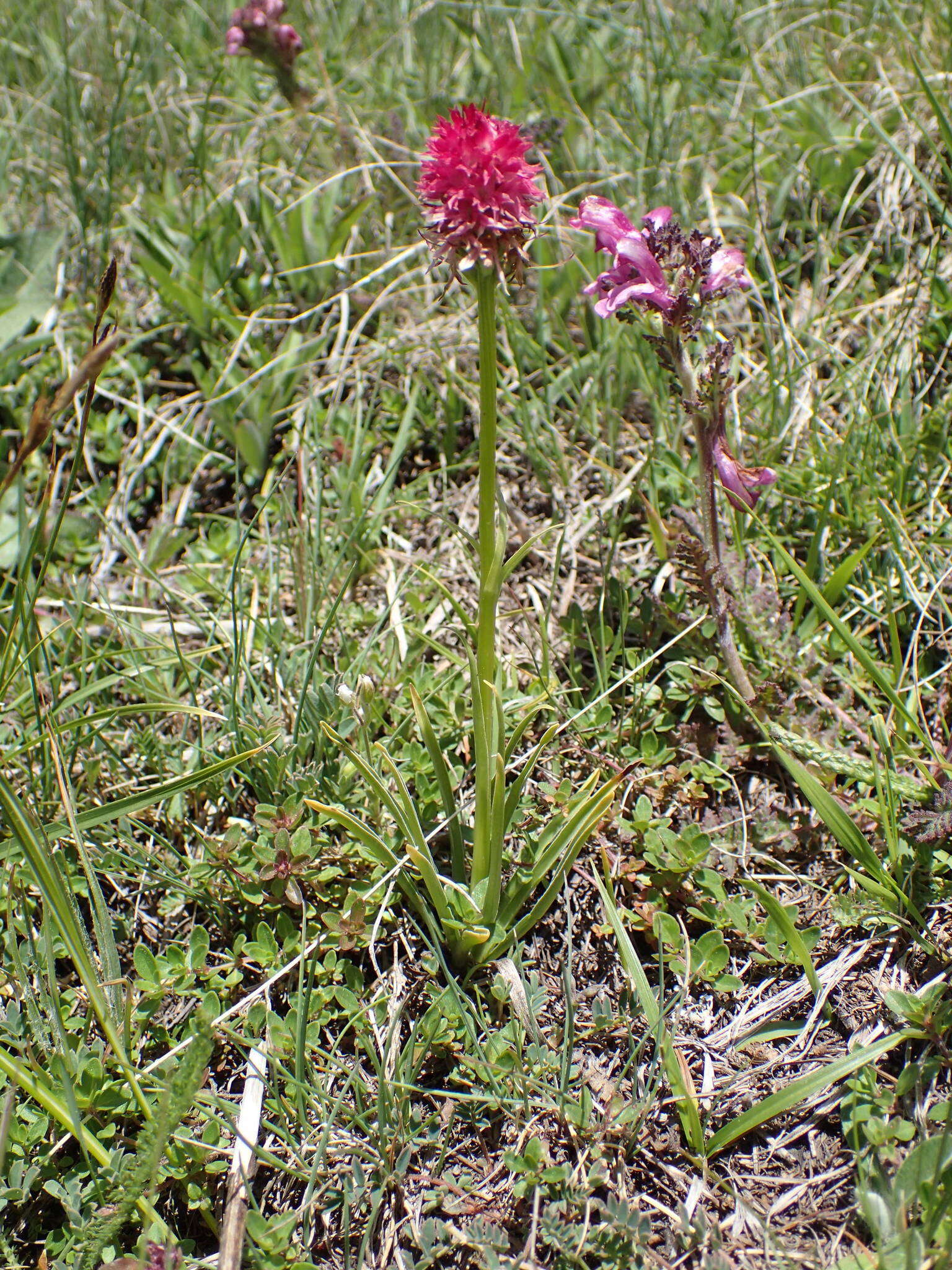 Image of Gymnadenia corneliana (Beauverd) Teppner & E. Klein