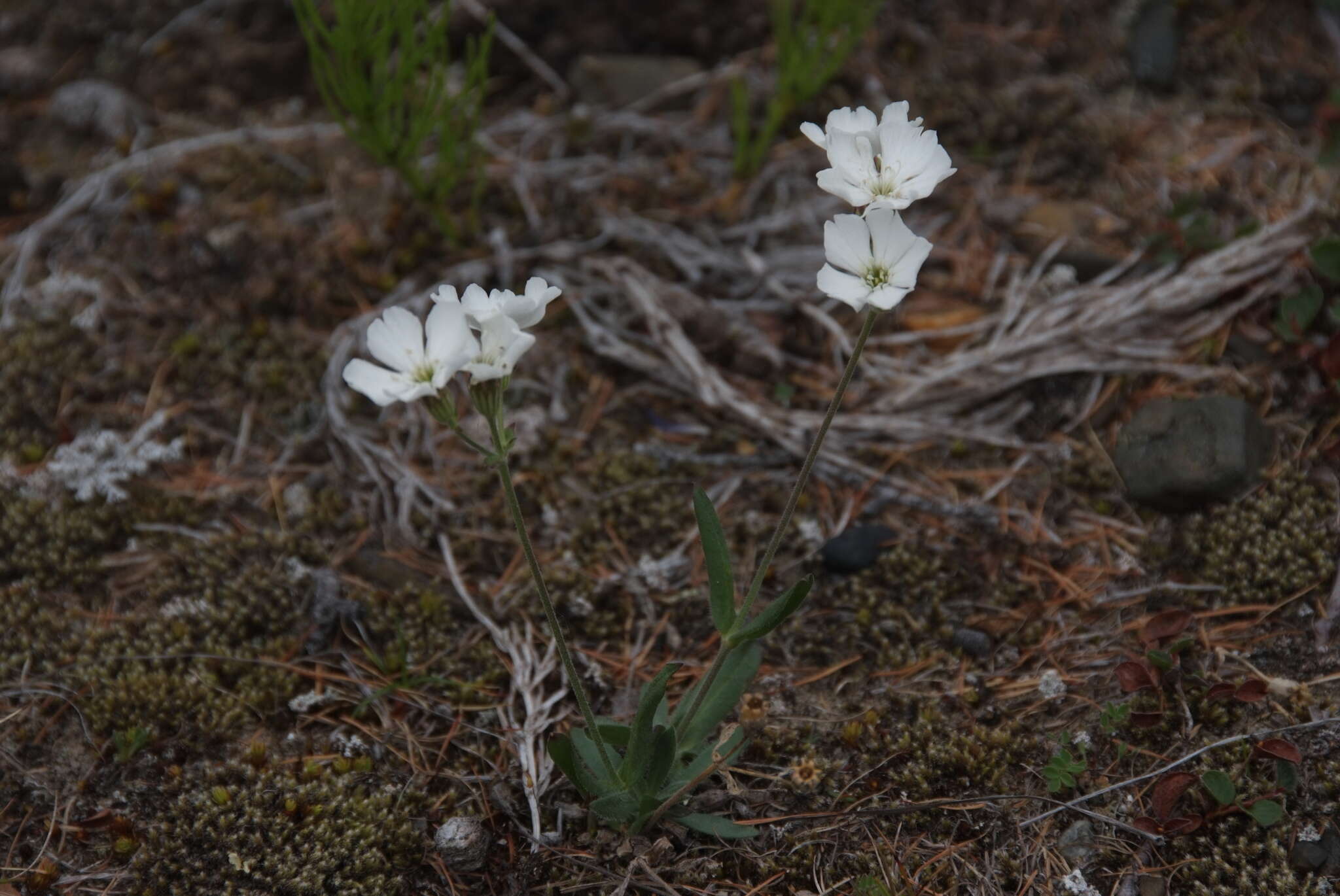 Image of Silene samojedorum (Sambuk) Oxelman