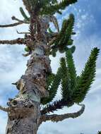 Imagem de Araucaria muelleri (Carrière) Brongn. & Gris