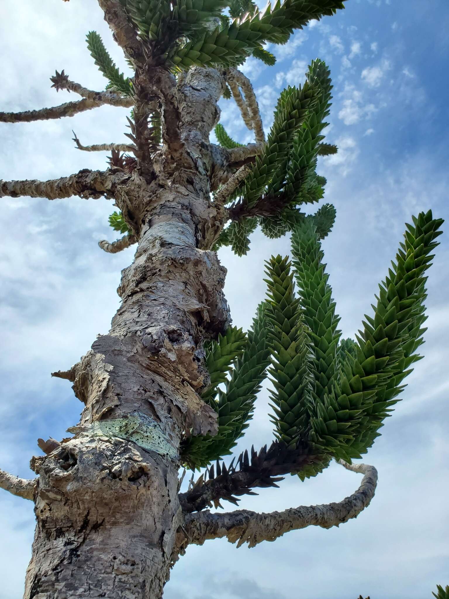 Image of Mueller's araucaria