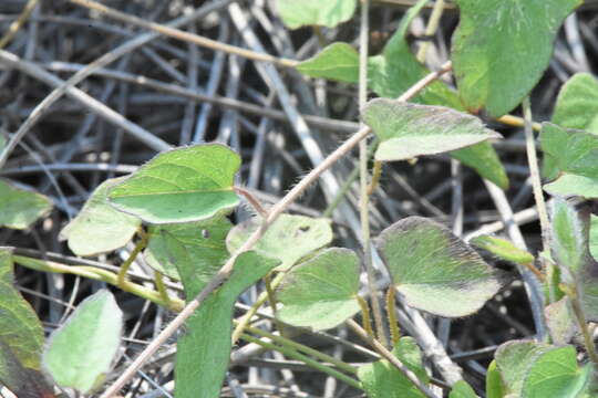 Image of rockland morning-glory