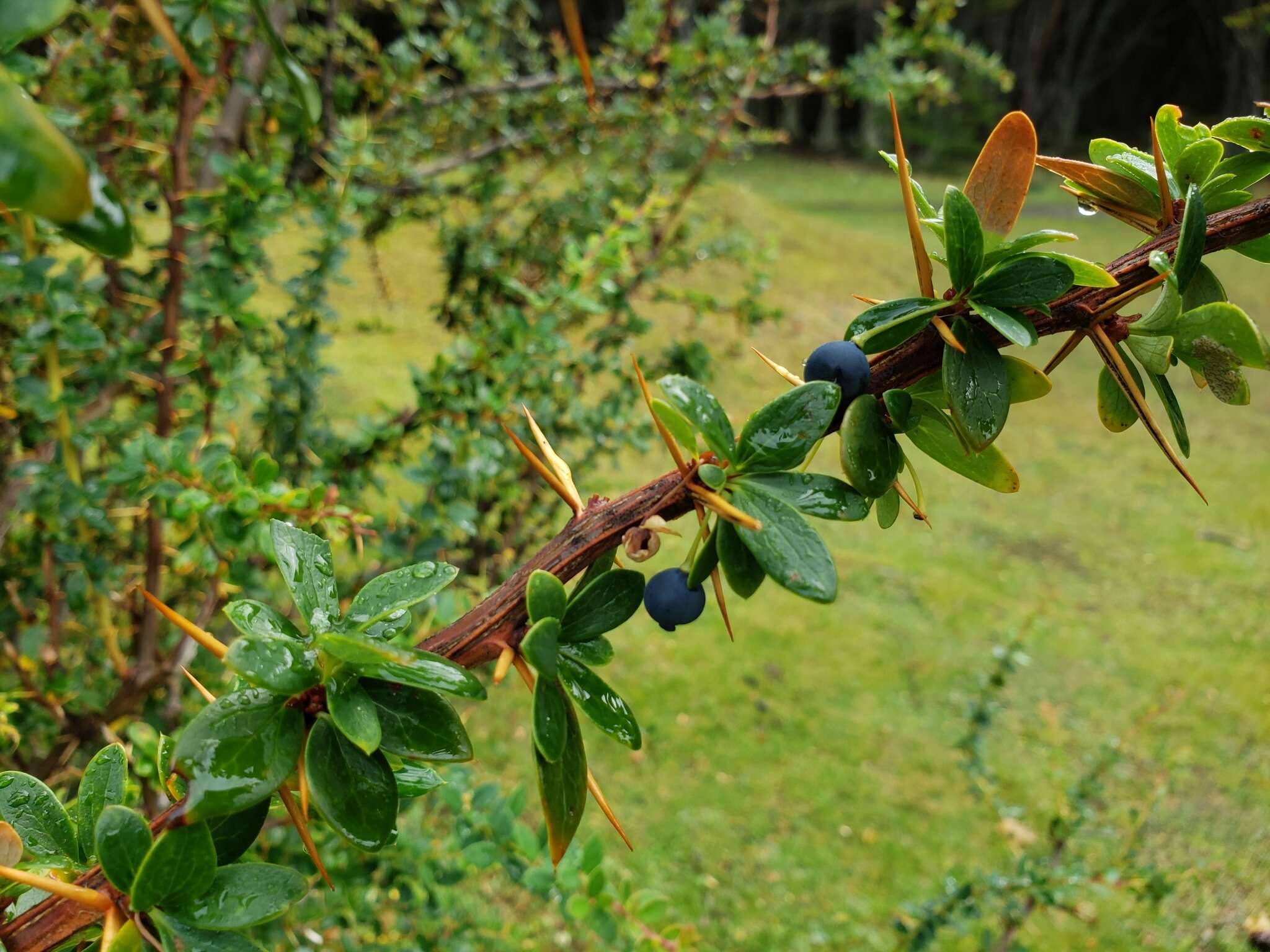 Слика од Berberis microphylla Forst.