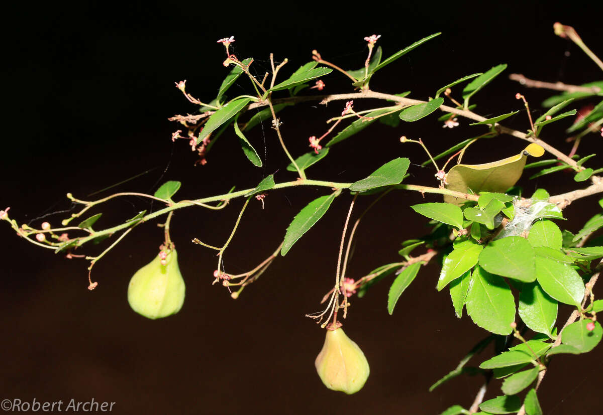 Image of Gymnosporia rubra (Harv.) Loes.