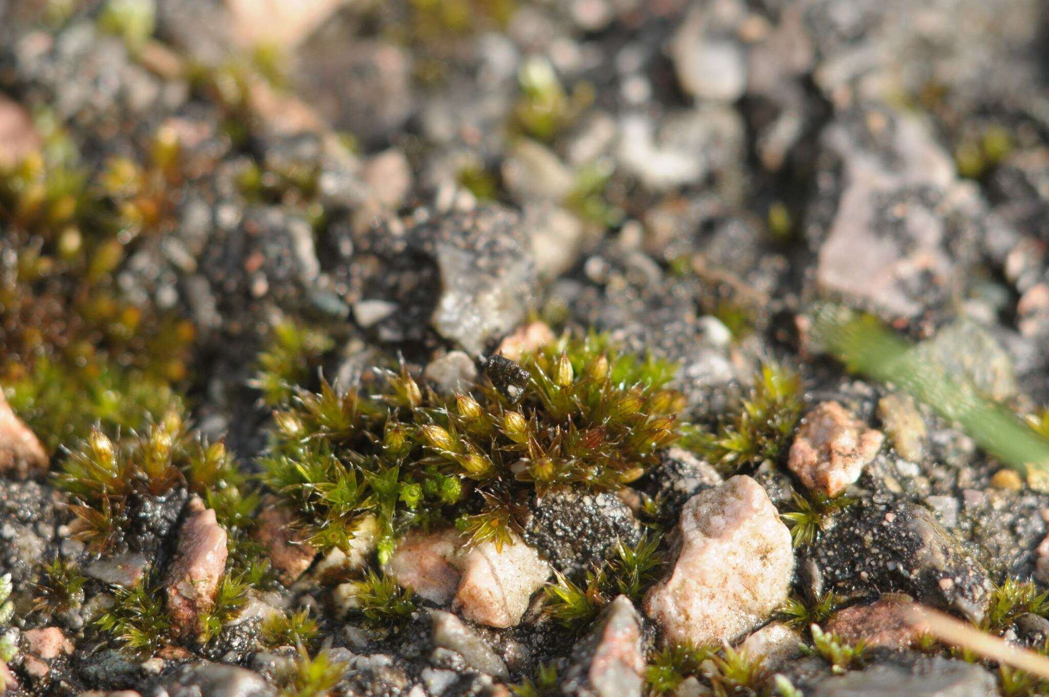 Image of orthotrichum moss