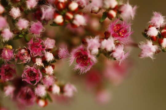 Verticordia densiflora Lindl. resmi