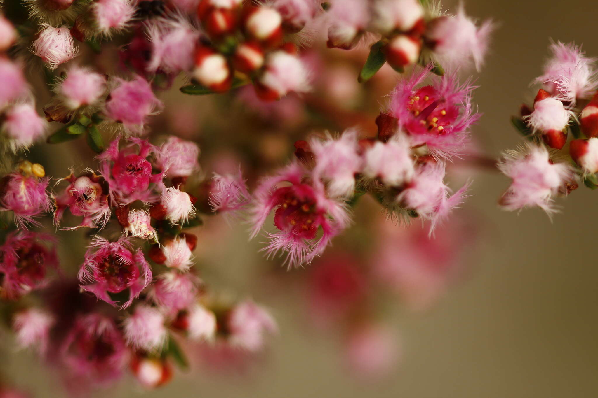 Image of Compacted Featherflower