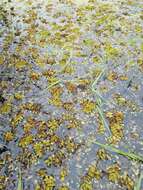 Image of floating watermoss