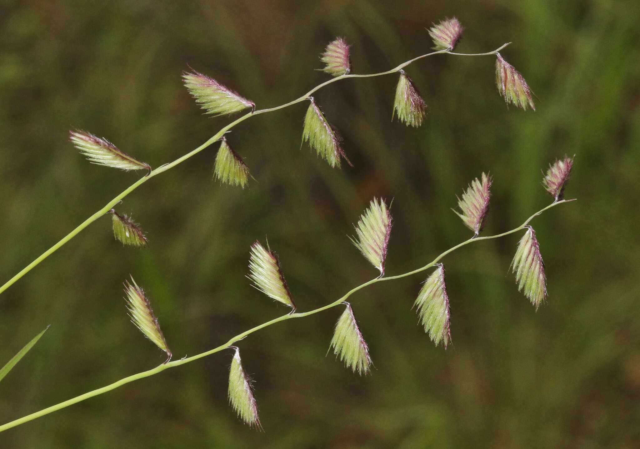 Image of sprucetop grama