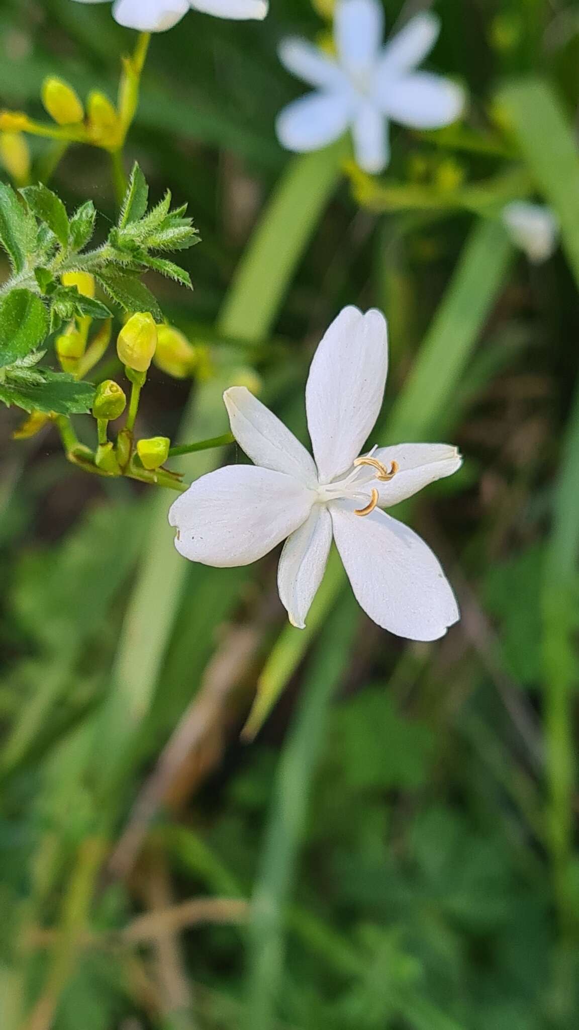 Image de Libertia paniculata (R. Br.) Spreng.