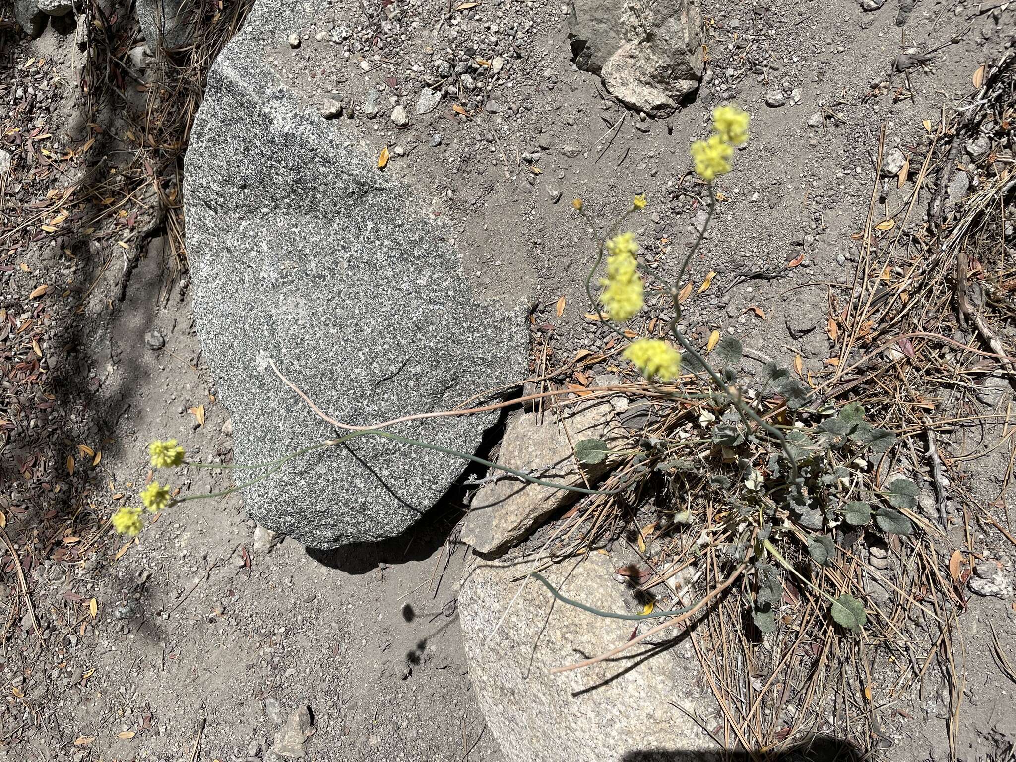 Imagem de Eriogonum nudum var. westonii (S. Stokes) J. T. Howell