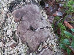 Phellinus laevigatus (P. Karst.) Bourdot & Galzin 1928的圖片