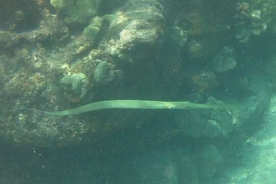 Image of Bluespotted cornetfish