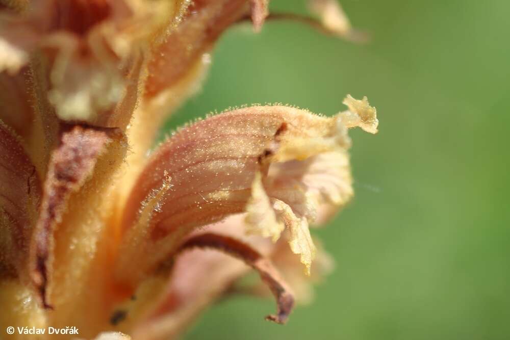 Imagem de Orobanche elatior Sutton