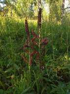 Image of black false hellebore