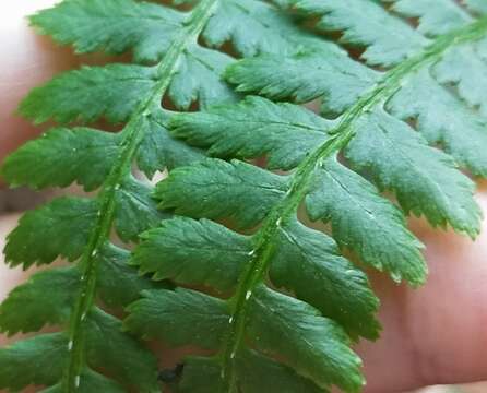 Image of Athyrium oppositipennum Hayata