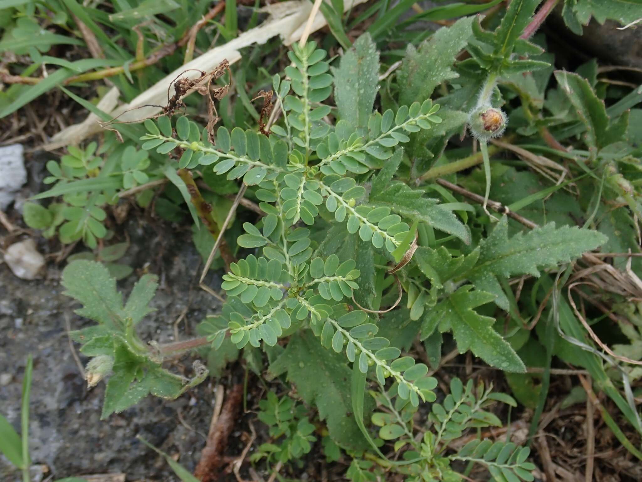 Image de Phyllanthus debilis J. G. Klein ex Willd.