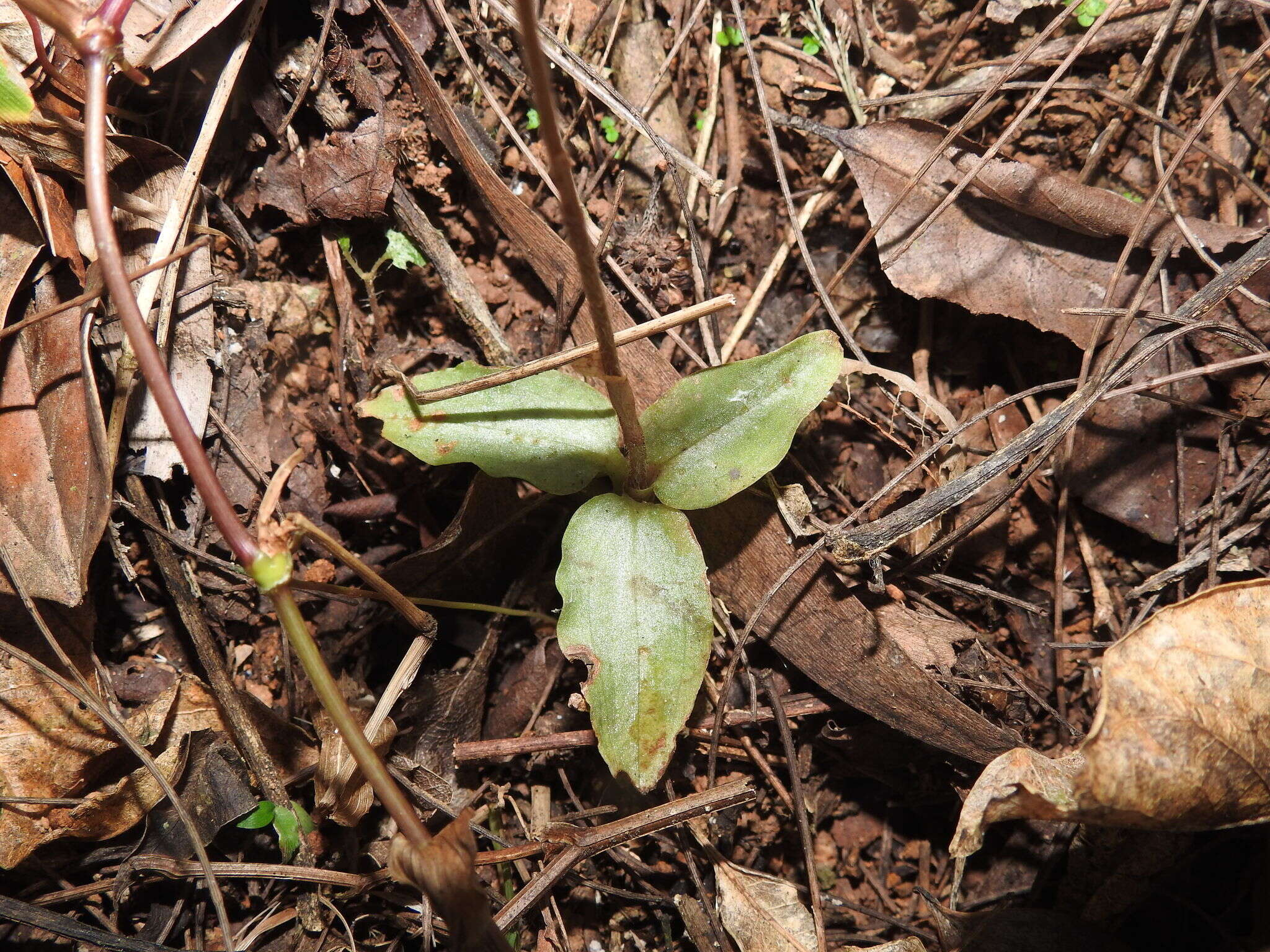 Image of Zeuxine longilabris (Lindl.) Trimen