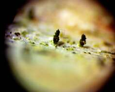 Image of microcalicium lichen