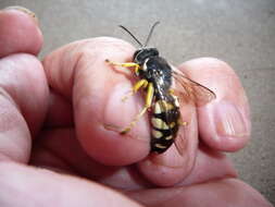 Image of Horse Guard Wasp