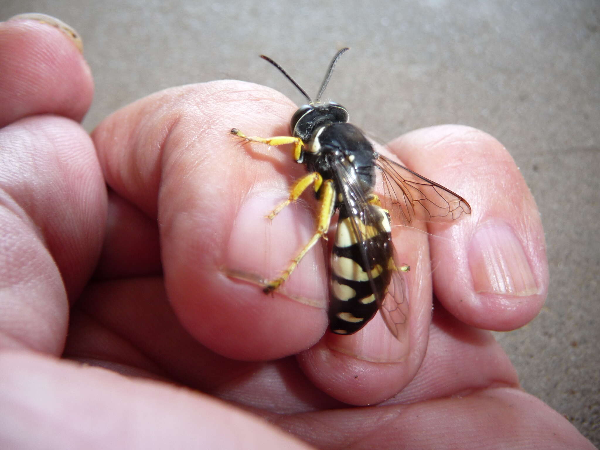 Image of Horse Guard Wasp