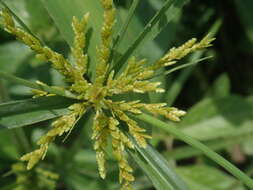 Image of ricefield flatsedge