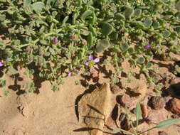 Image of Fagonia latifolia Del.