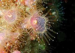 Image of Jewel anemone