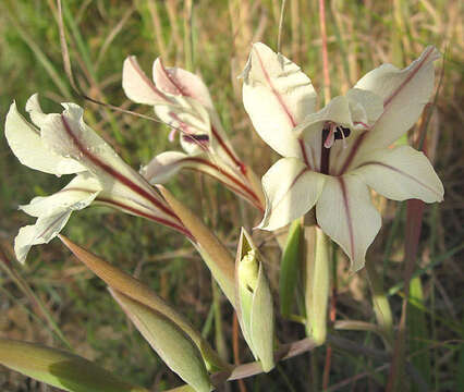 Image of Gladiolus floribundus Jacq.