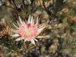 Image de Protea mucronifolia Salisb.