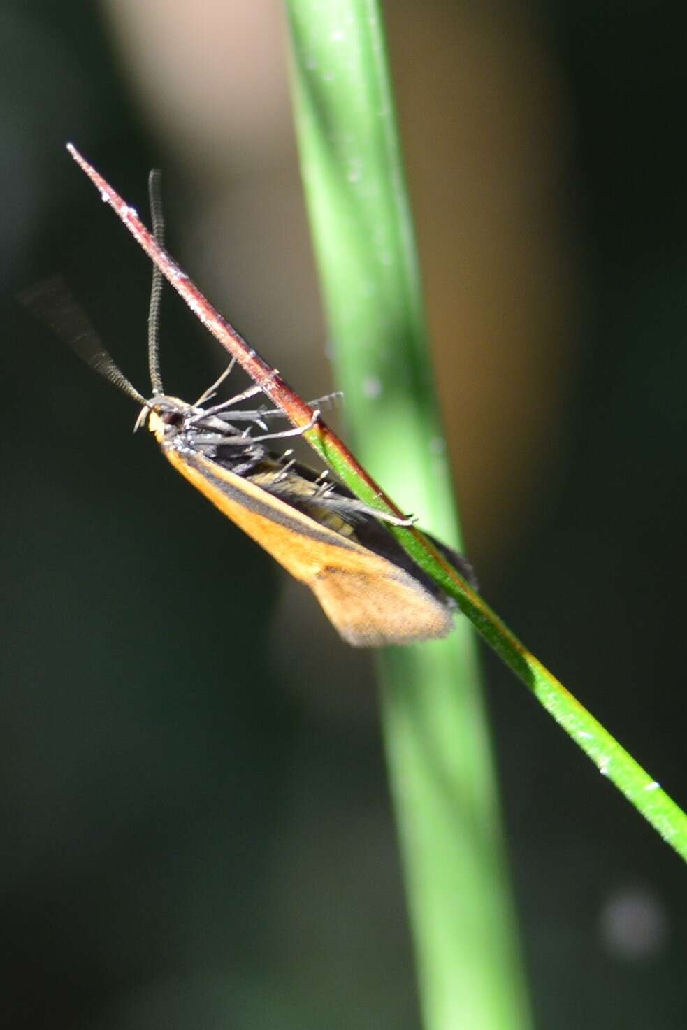 Image of Philobota arabella Newman 1855