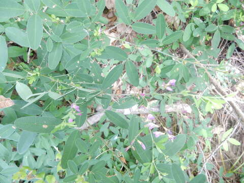 Image of Texas lespedeza