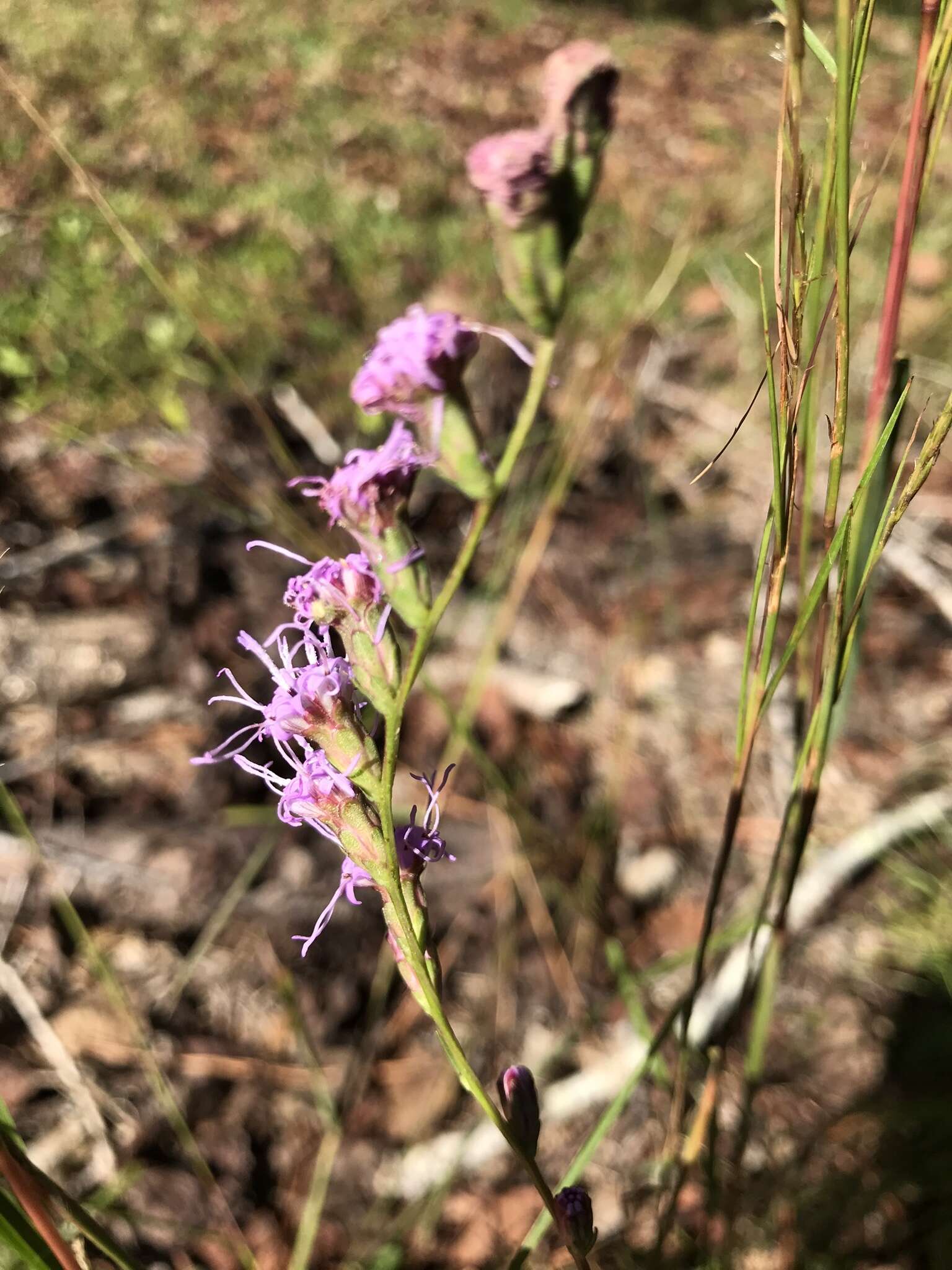 Image of grassleaf gayfeather