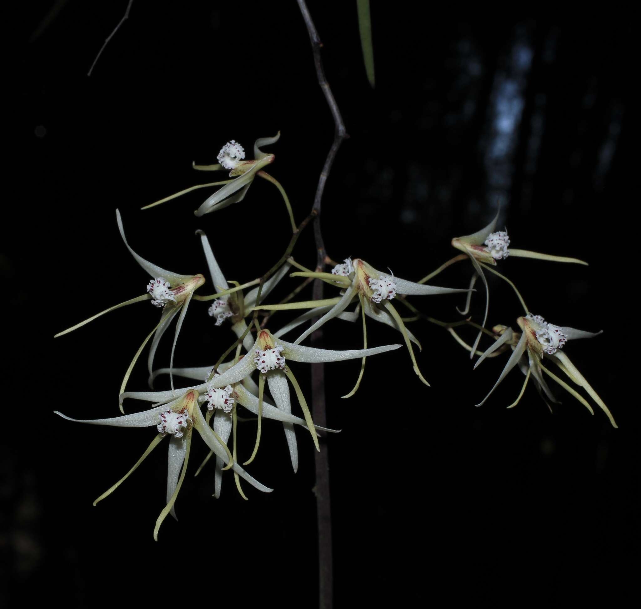 Dendrobium teretifolium R. Br. resmi