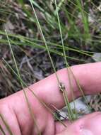 Imagem de Eleocharis tuberculosa (Michx.) Roem. & Schult.