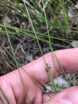 Image of Cone-Cup Spike-Rush