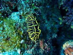 Image of Orange ridge black slug