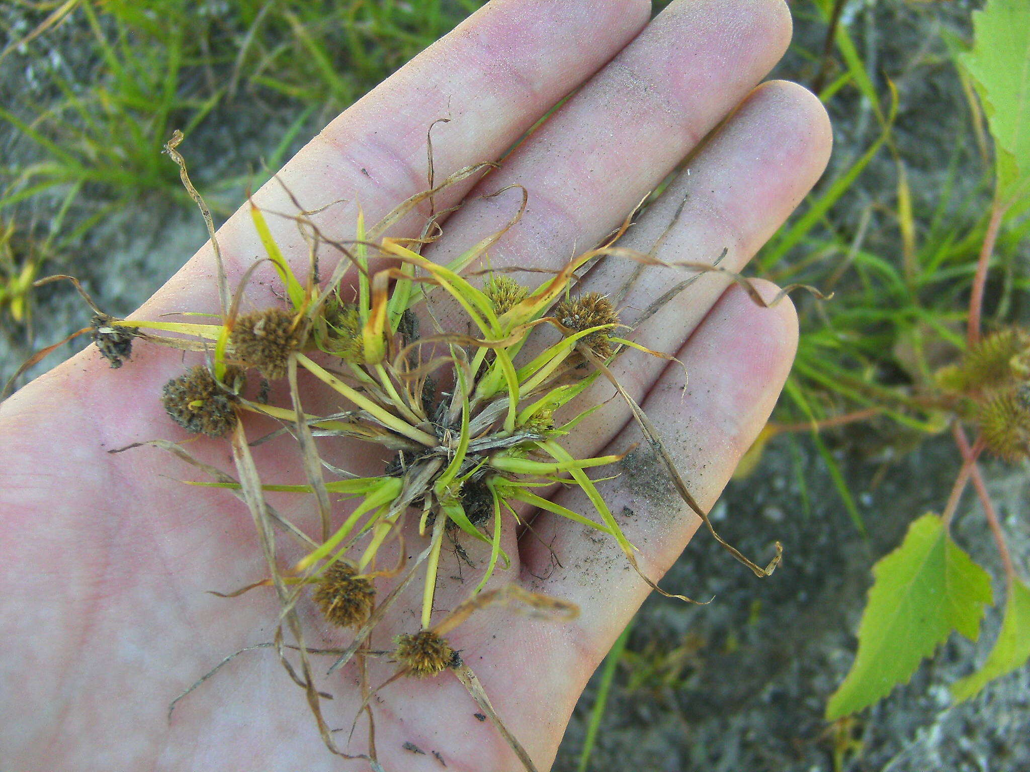 Image of Cyperus michelianus (L.) Delile