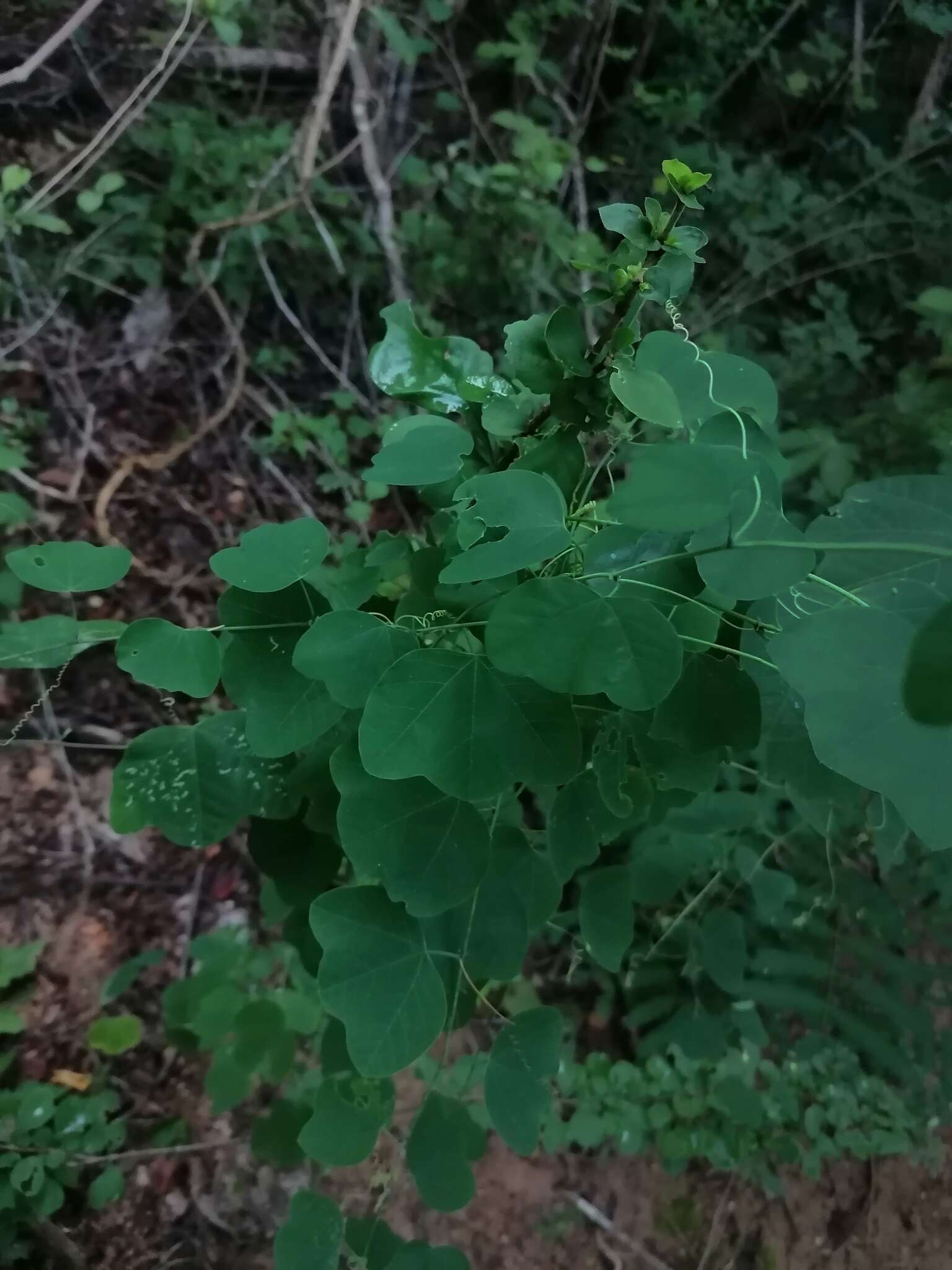 Passiflora pavonis Mast.的圖片