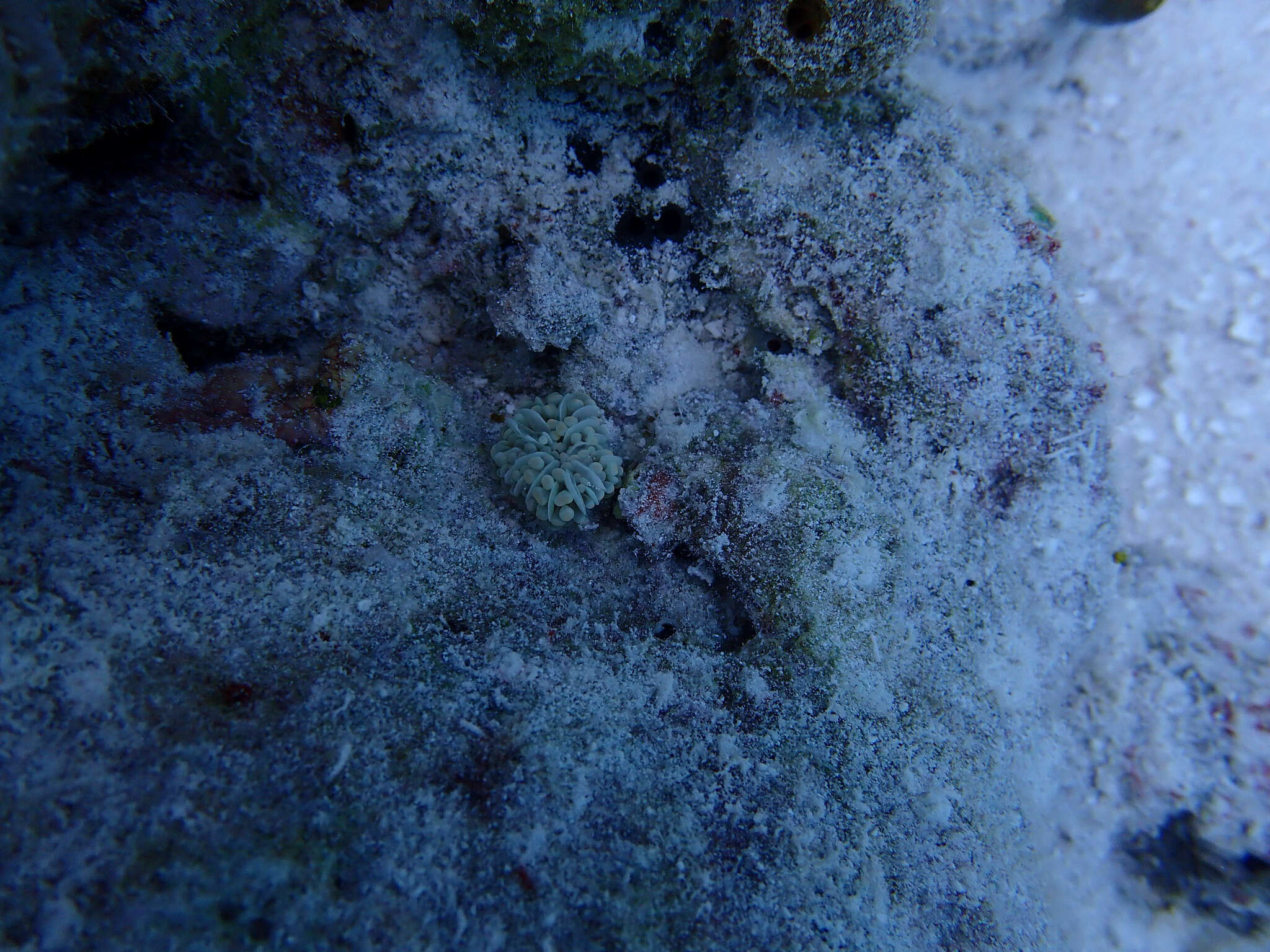 Image of Stony coral