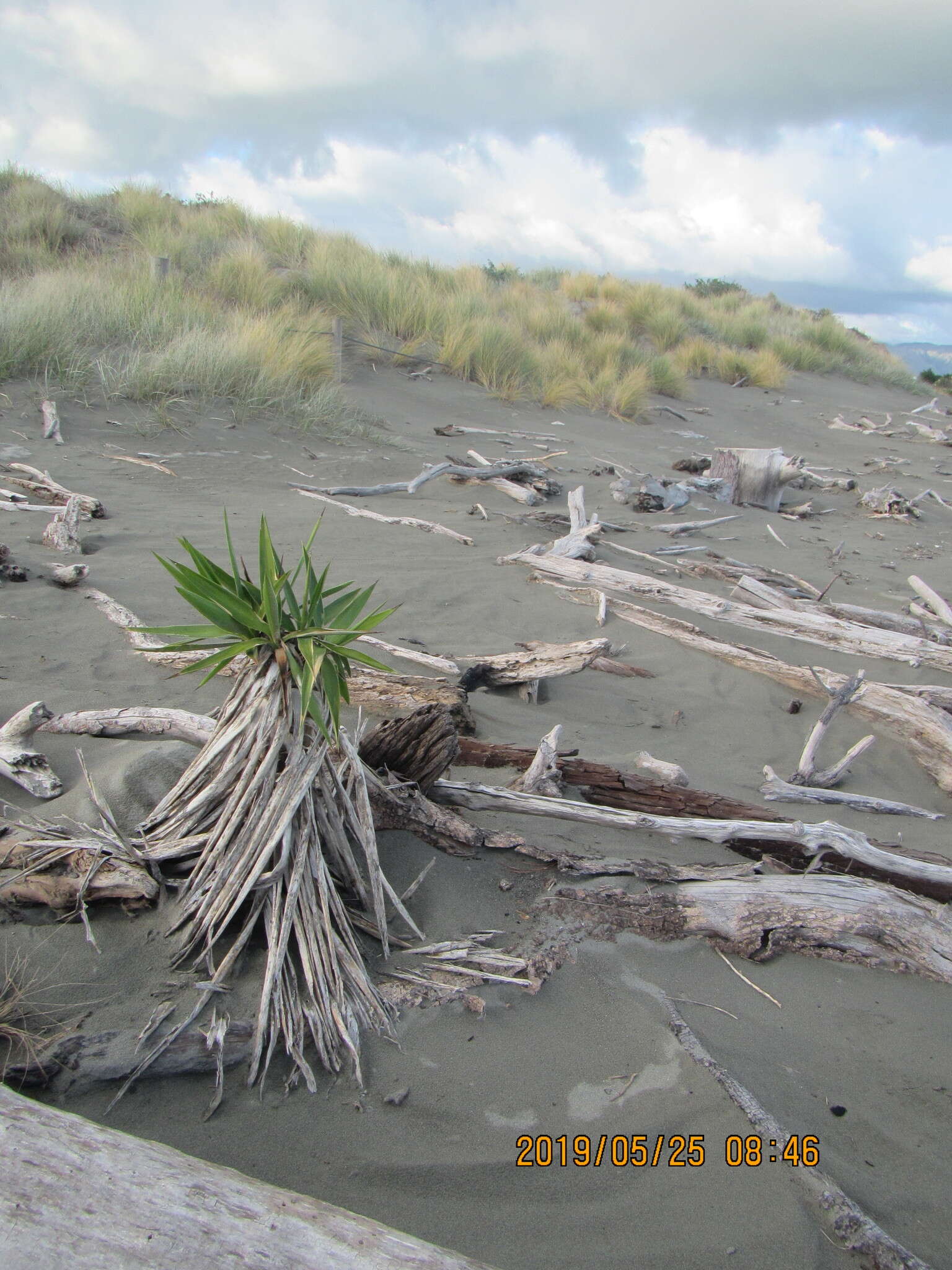 Image of moundlily yucca